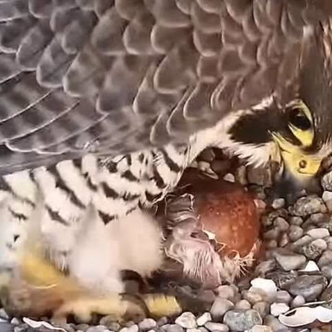Faucon et son petit.